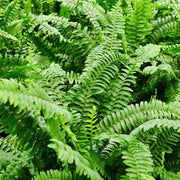 Trop, Boston Fern 8
